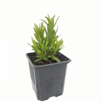 Lavanda M9 (R)